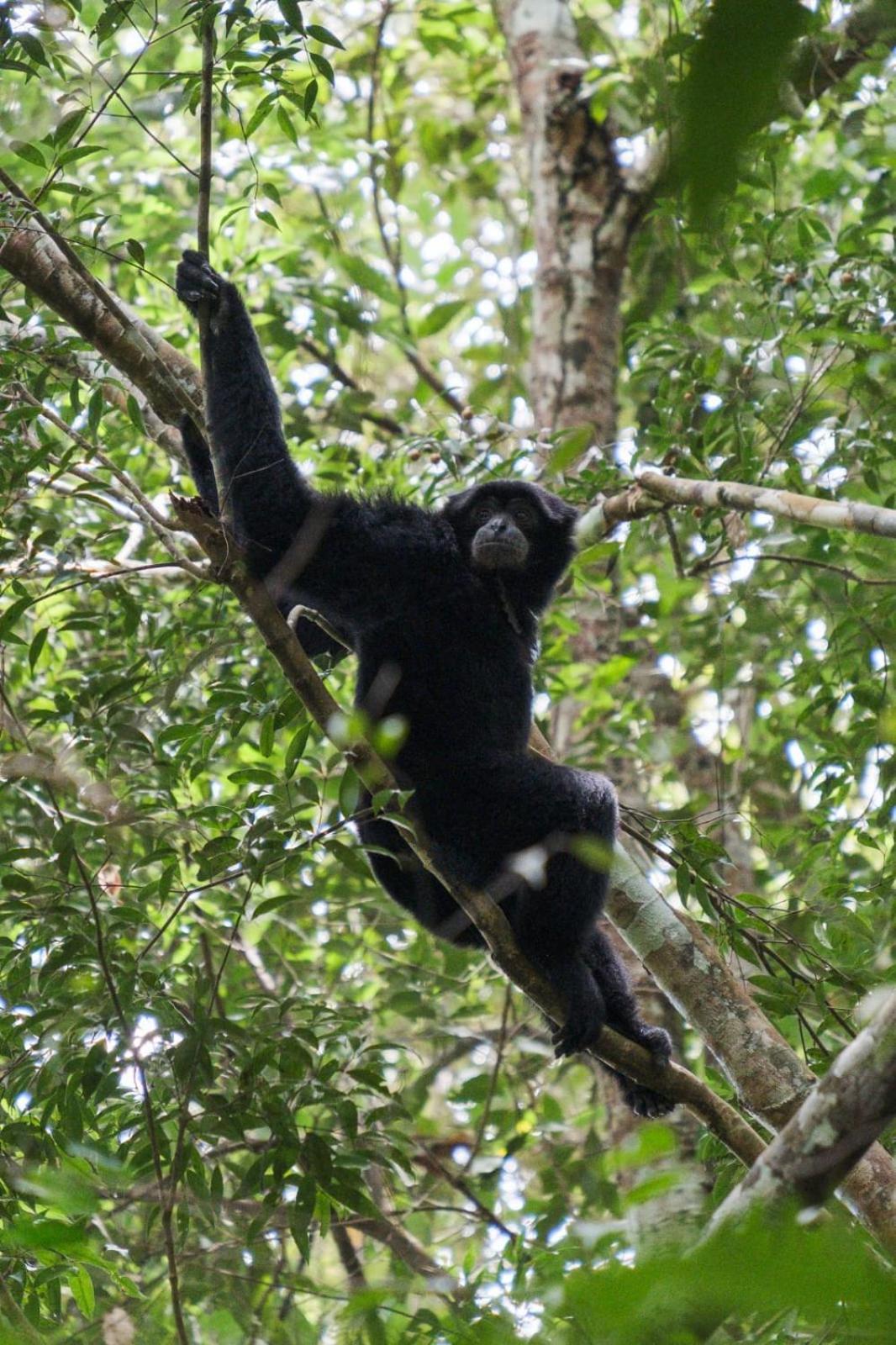 Magpie Homestay & Jungle Trekking Especially For Guest Trekking With Us Bukit Lawang Buitenkant foto