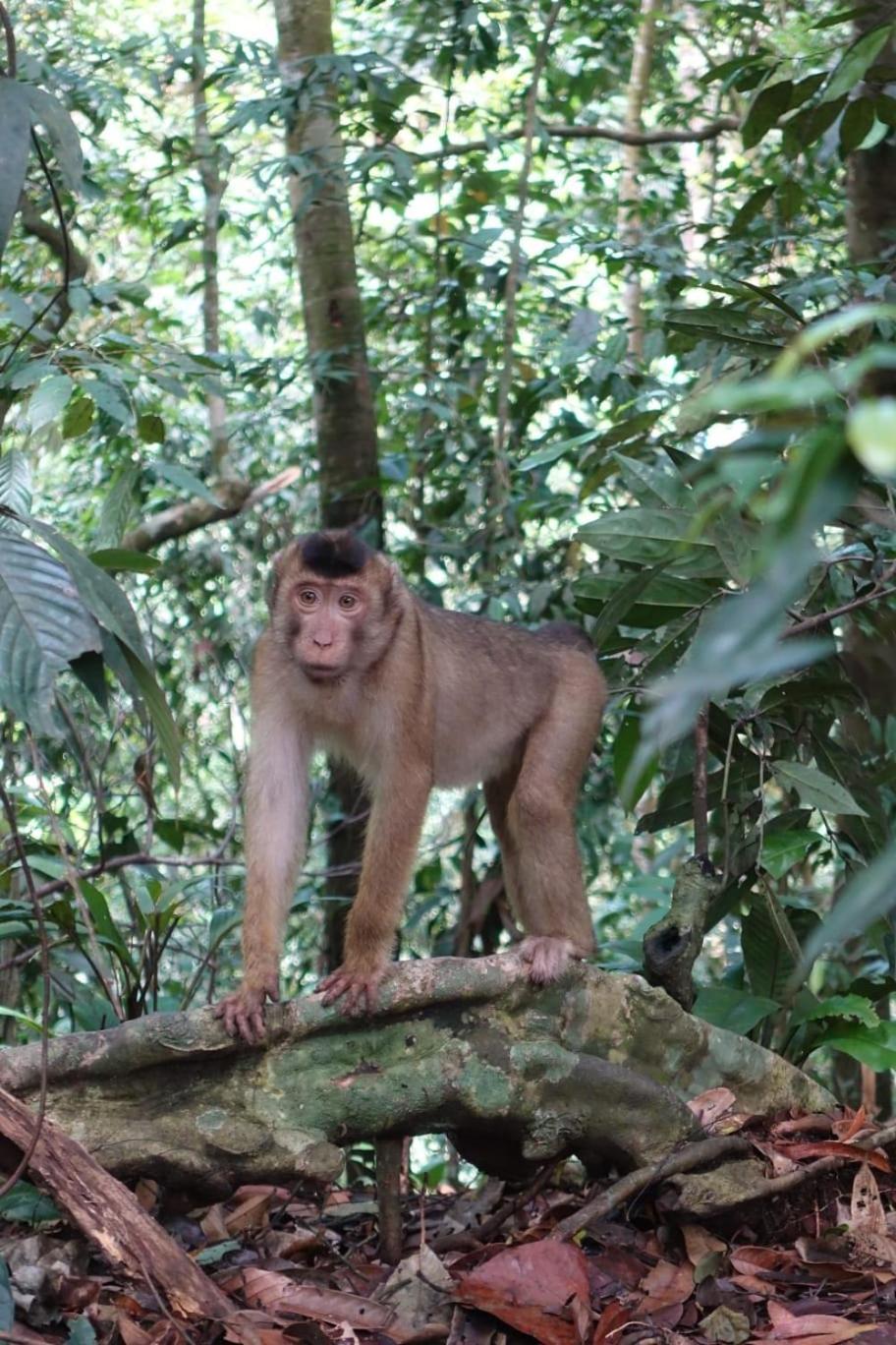 Magpie Homestay & Jungle Trekking Especially For Guest Trekking With Us Bukit Lawang Kamer foto