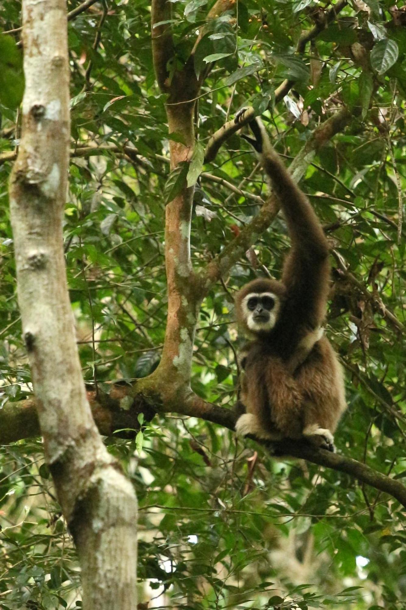 Magpie Homestay & Jungle Trekking Especially For Guest Trekking With Us Bukit Lawang Buitenkant foto