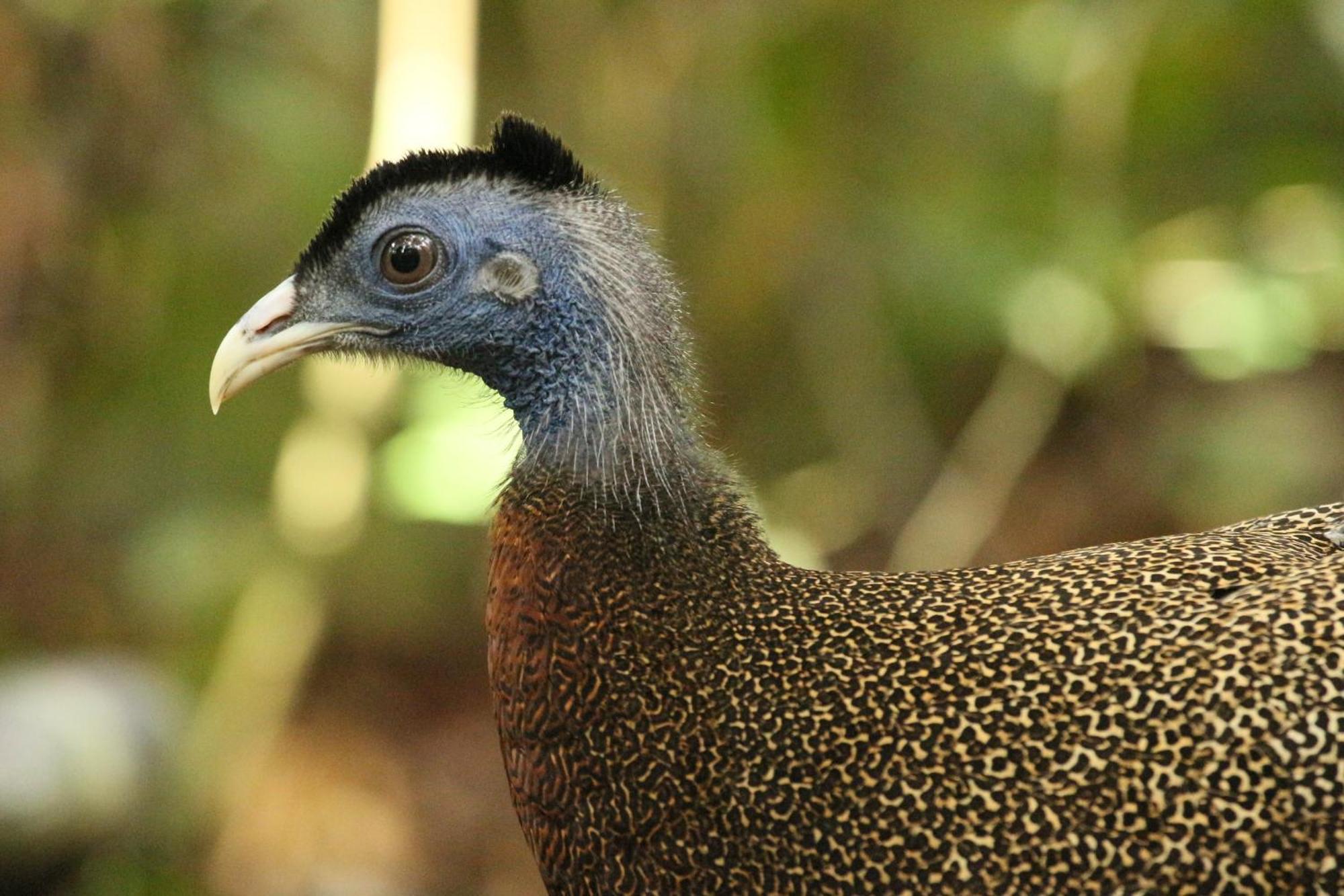 Magpie Homestay & Jungle Trekking Especially For Guest Trekking With Us Bukit Lawang Buitenkant foto