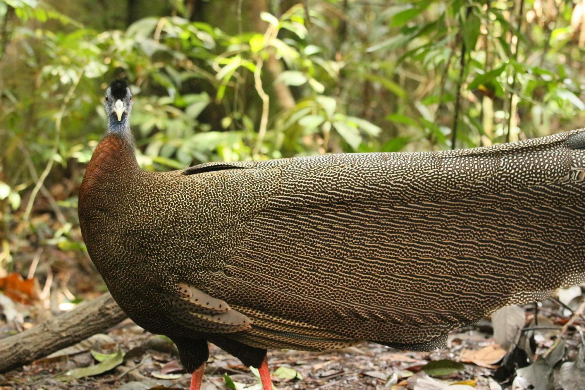 Magpie Homestay & Jungle Trekking Especially For Guest Trekking With Us Bukit Lawang Buitenkant foto