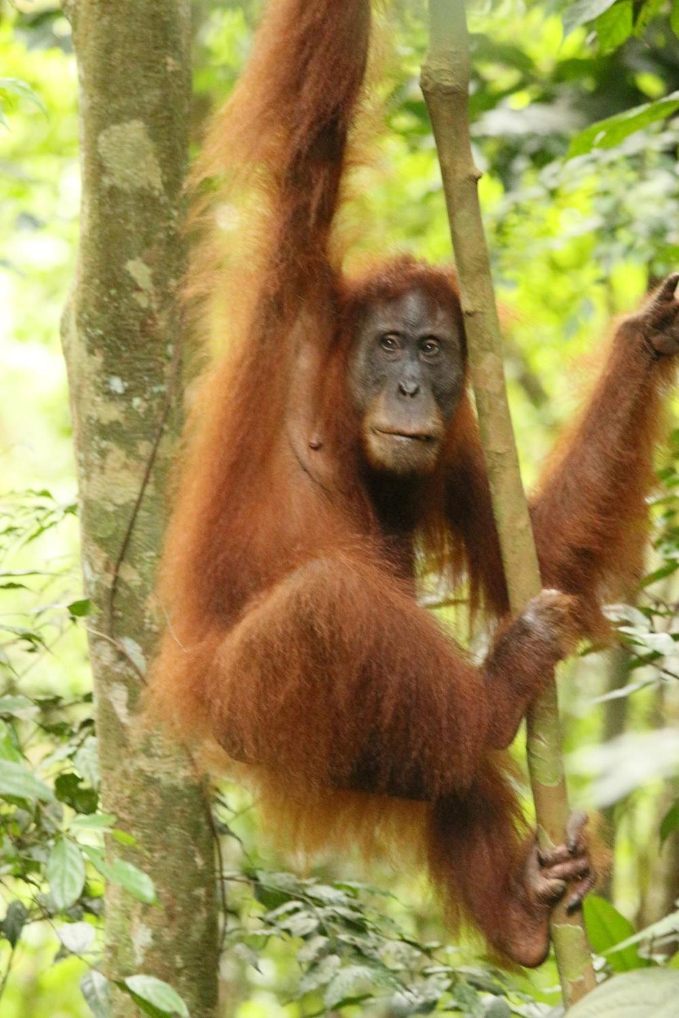 Magpie Homestay & Jungle Trekking Especially For Guest Trekking With Us Bukit Lawang Buitenkant foto