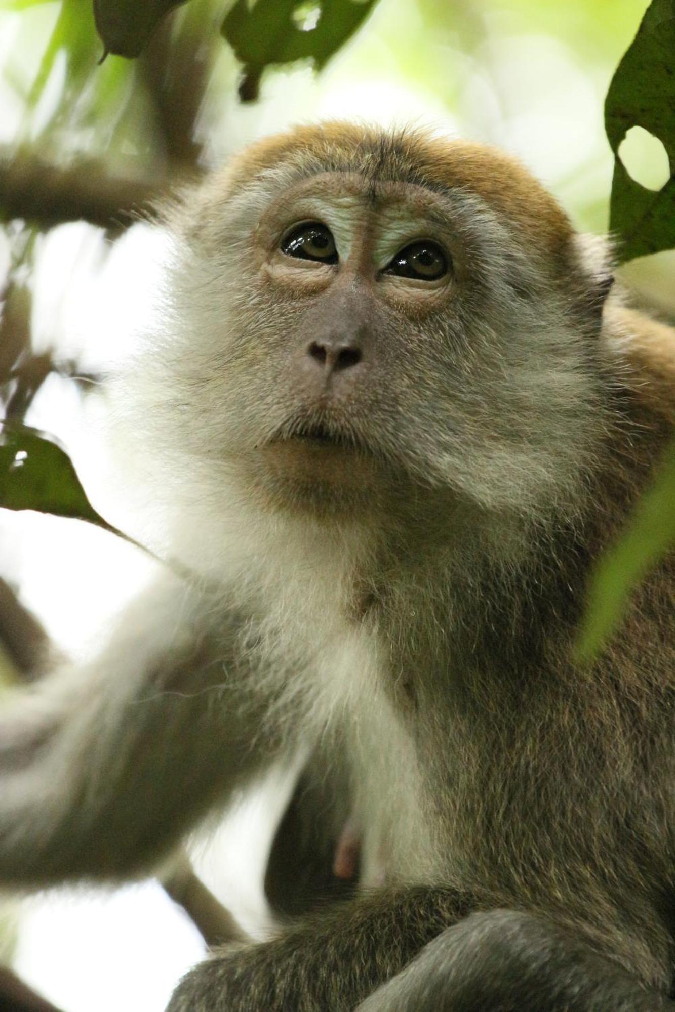 Magpie Homestay & Jungle Trekking Especially For Guest Trekking With Us Bukit Lawang Buitenkant foto