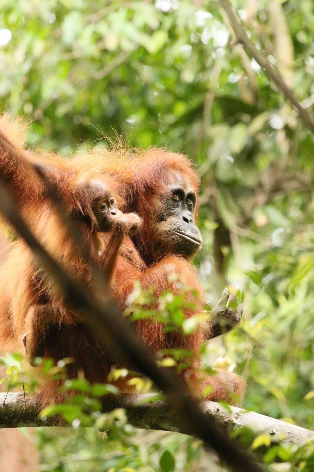 Magpie Homestay & Jungle Trekking Especially For Guest Trekking With Us Bukit Lawang Buitenkant foto